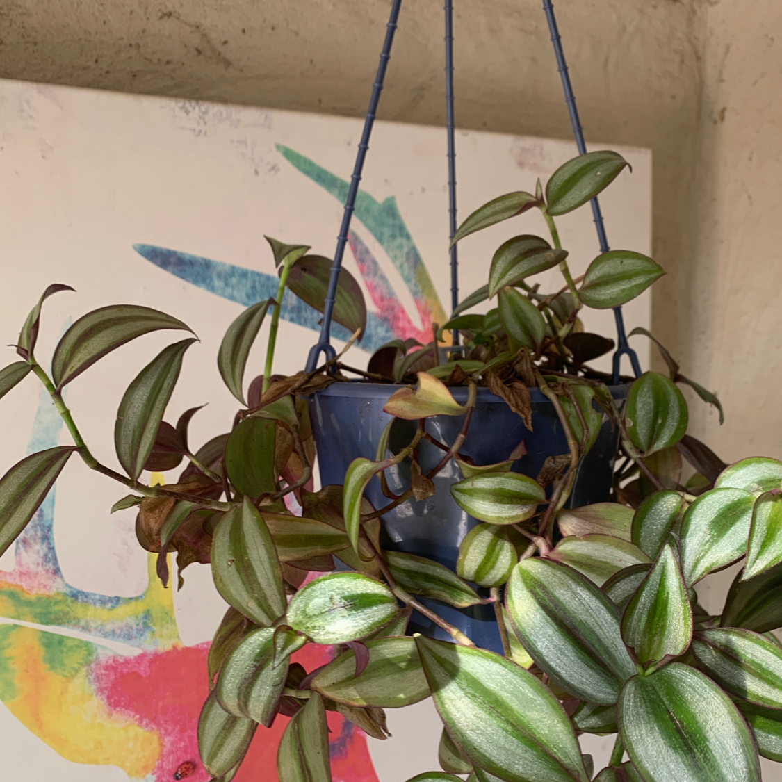 Spiderwort plant photo by @xxjazzxxpazz named Gomez on Greg, the plant care app.