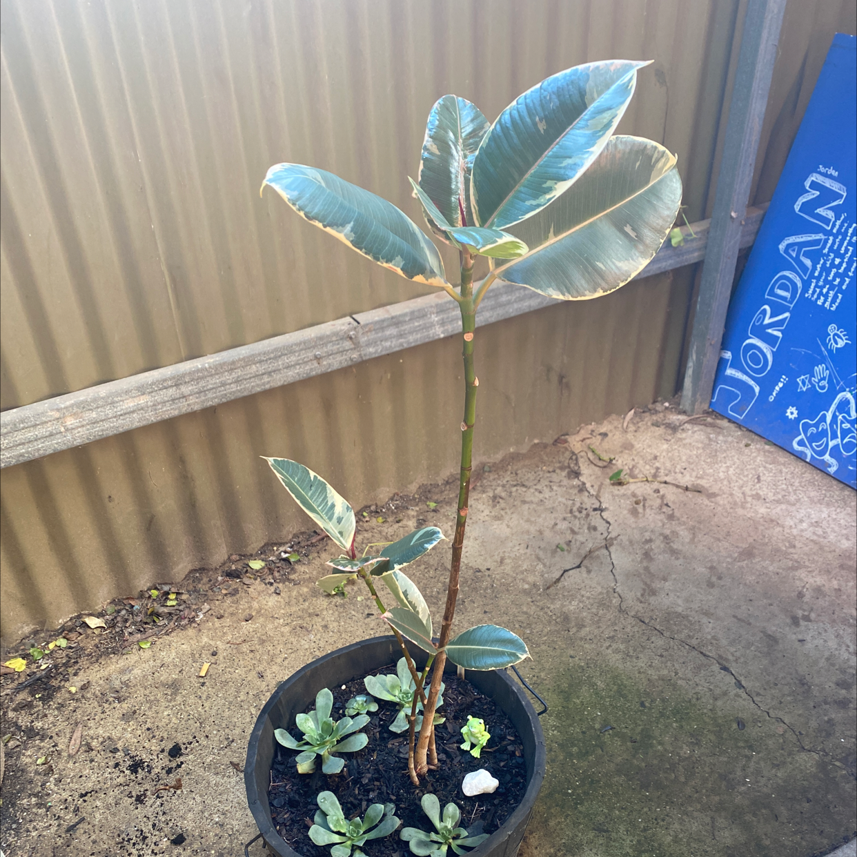 Rubber Plant plant photo by @mikymay named Gwen on Greg, the plant care app.