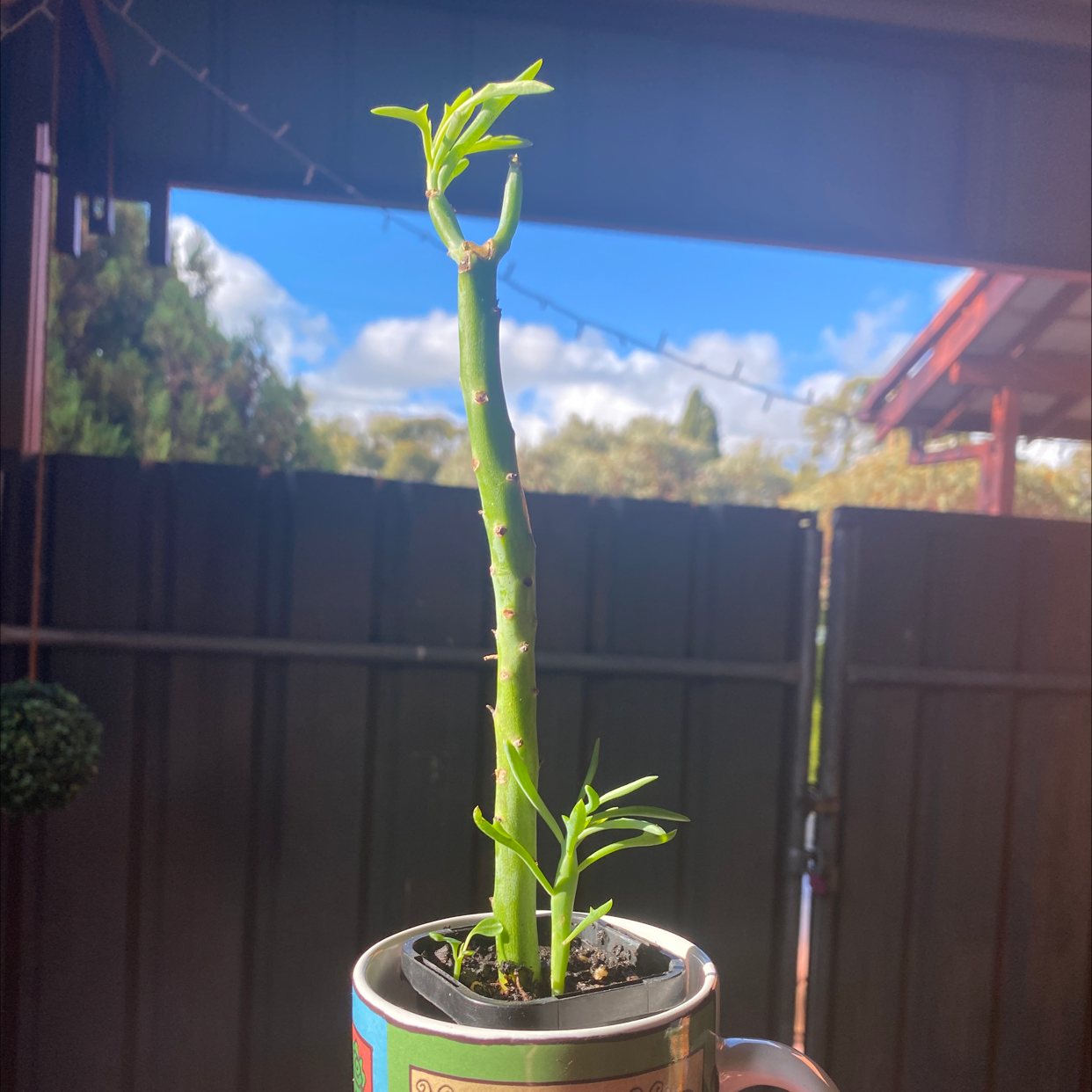 Photo of the plant species Elk Antlers by @mikymay named Elk Horns on Greg, the plant care app