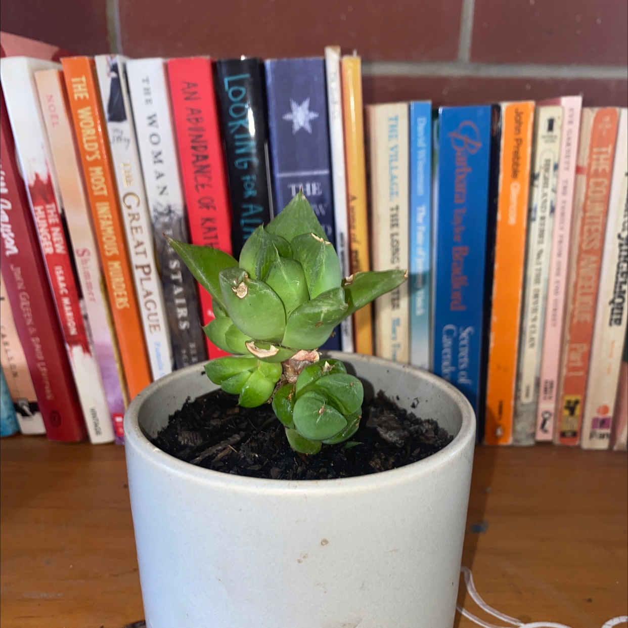 Cathedral Window Haworthia plant in a white pot on a wooden surface with books in the background.