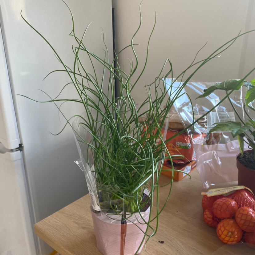 Potted Common Rush plant with long, thin green stems. Background includes other objects and plants.