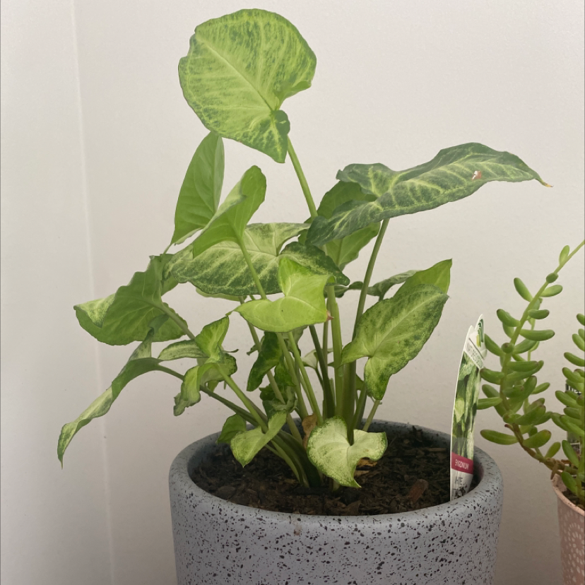 Photo of the plant species Syngonium 'White Butterfly' by @PlantParentCourtney named Butters on Greg, the plant care app