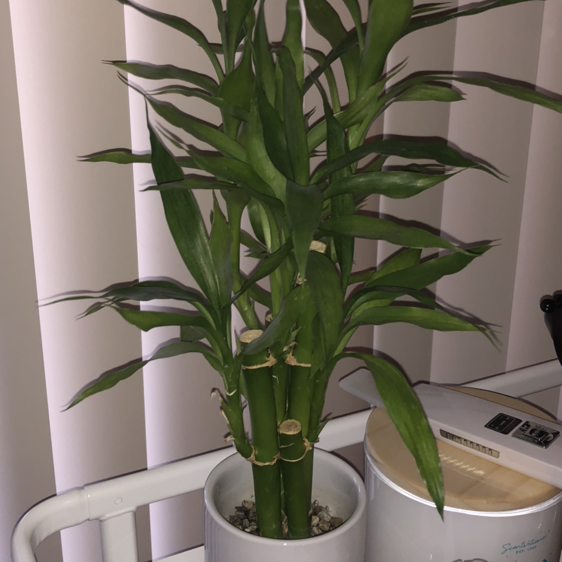 Photo of the plant species Lucky Bamboo by @JackieP484 named Bambi on Greg, the plant care app