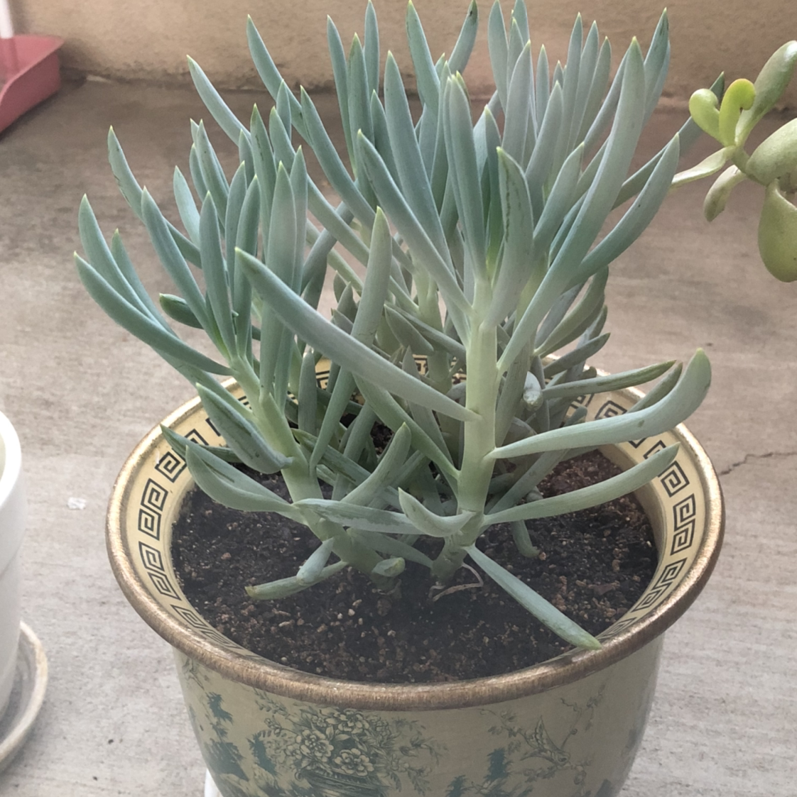 Blue Chalksticks plant in a decorative pot with visible soil, well-framed and in focus.