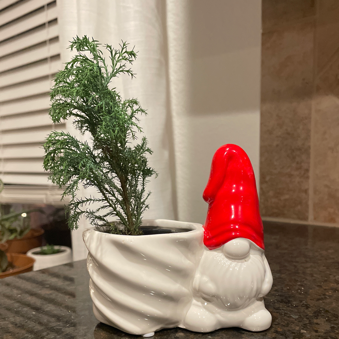 Cupressus macrocarpa plant in a gnome-shaped pot on a countertop.