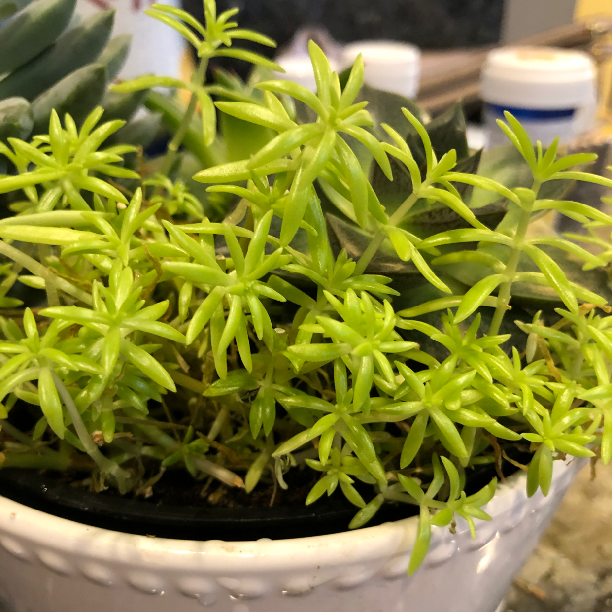 Healthy Jenny's Stonecrop plant in a white pot with vibrant green leaves.