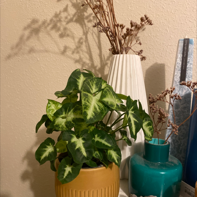 Arrowhead Plant plant photo by Ebony named Francesca on Greg, the plant care app.