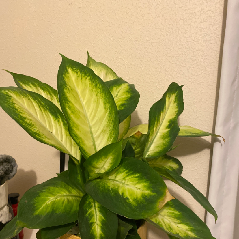 Dieffenbachia plant photo by Ebony named Fran on Greg, the plant care app.