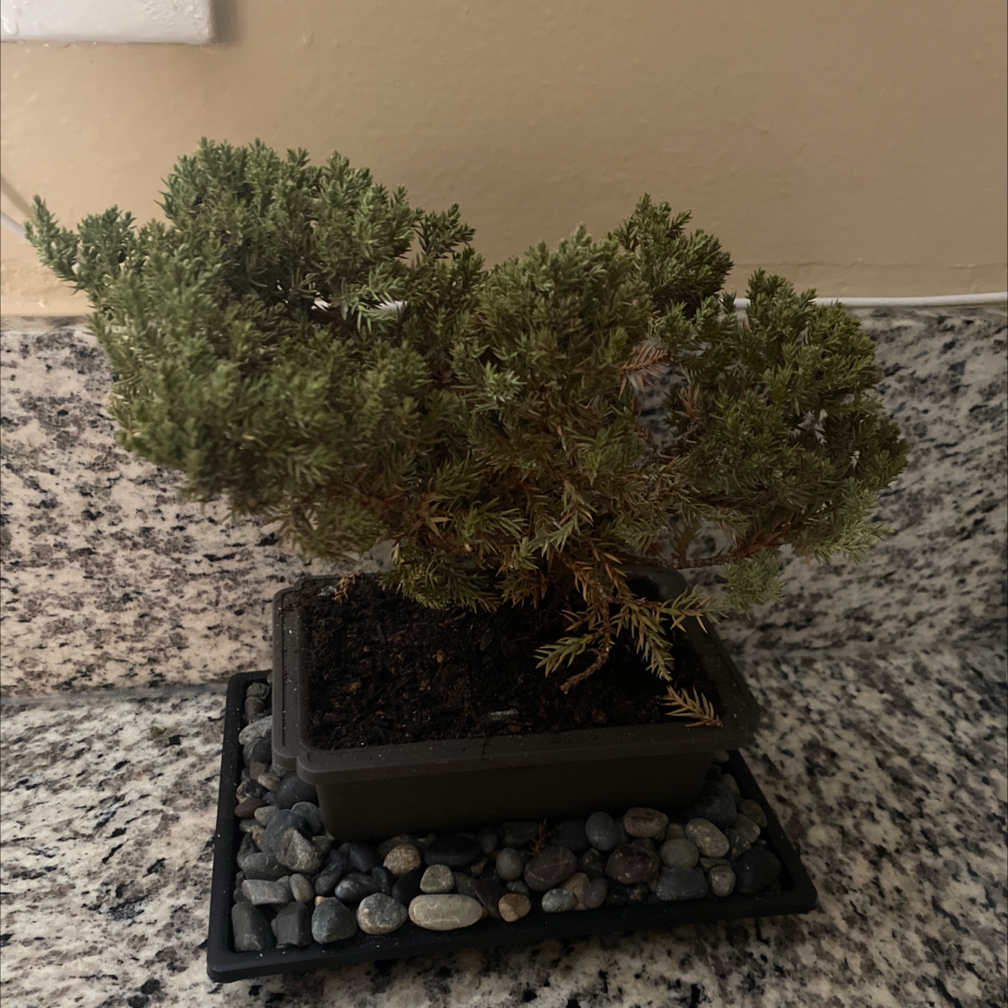 Potted American Juniper plant on a tray with pebbles, indoors on a granite countertop.