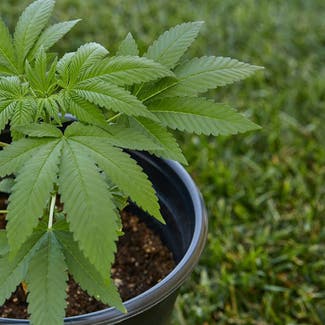 Marijuana plant in Somewhere on Earth