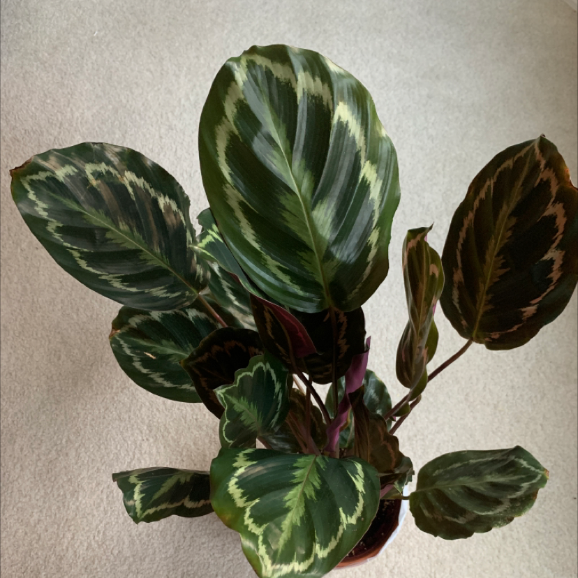 Calathea 'Medallion' plant with broad, patterned leaves, well-framed and centered.