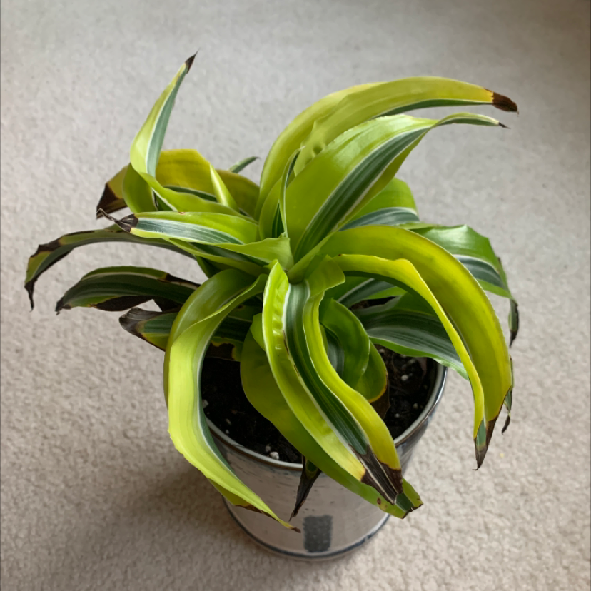 Dracaena 'Tornado' plant in a pot with some browning leaf tips.