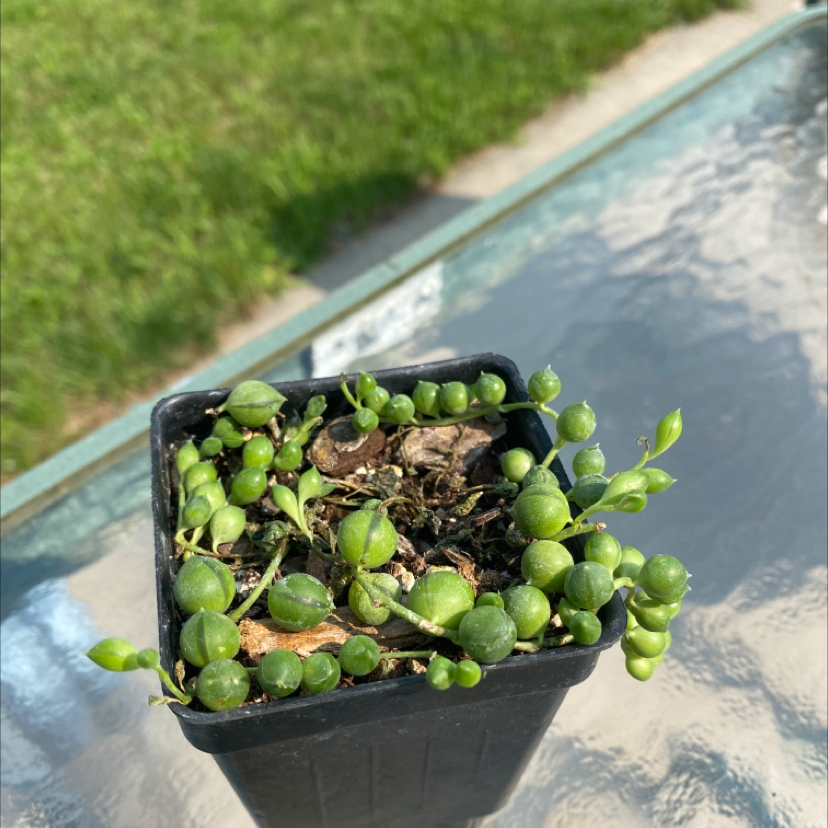 String of Pearls plant photo by @reaghanb named Anne on Greg, the plant care app.