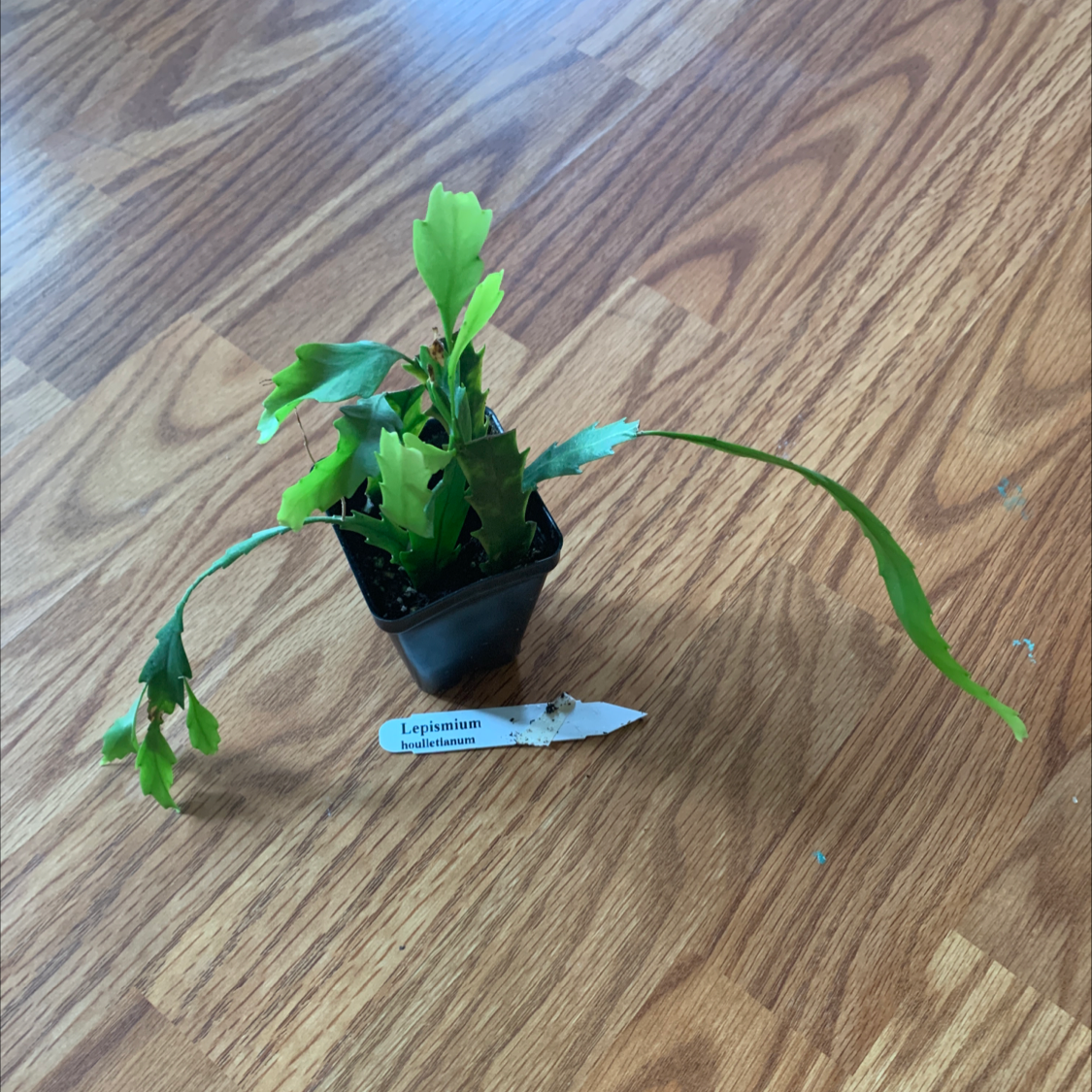 Photo of the plant species Snowdrop Cactus by @Coko4lyfe named Snowdrop catcus on Greg, the plant care app