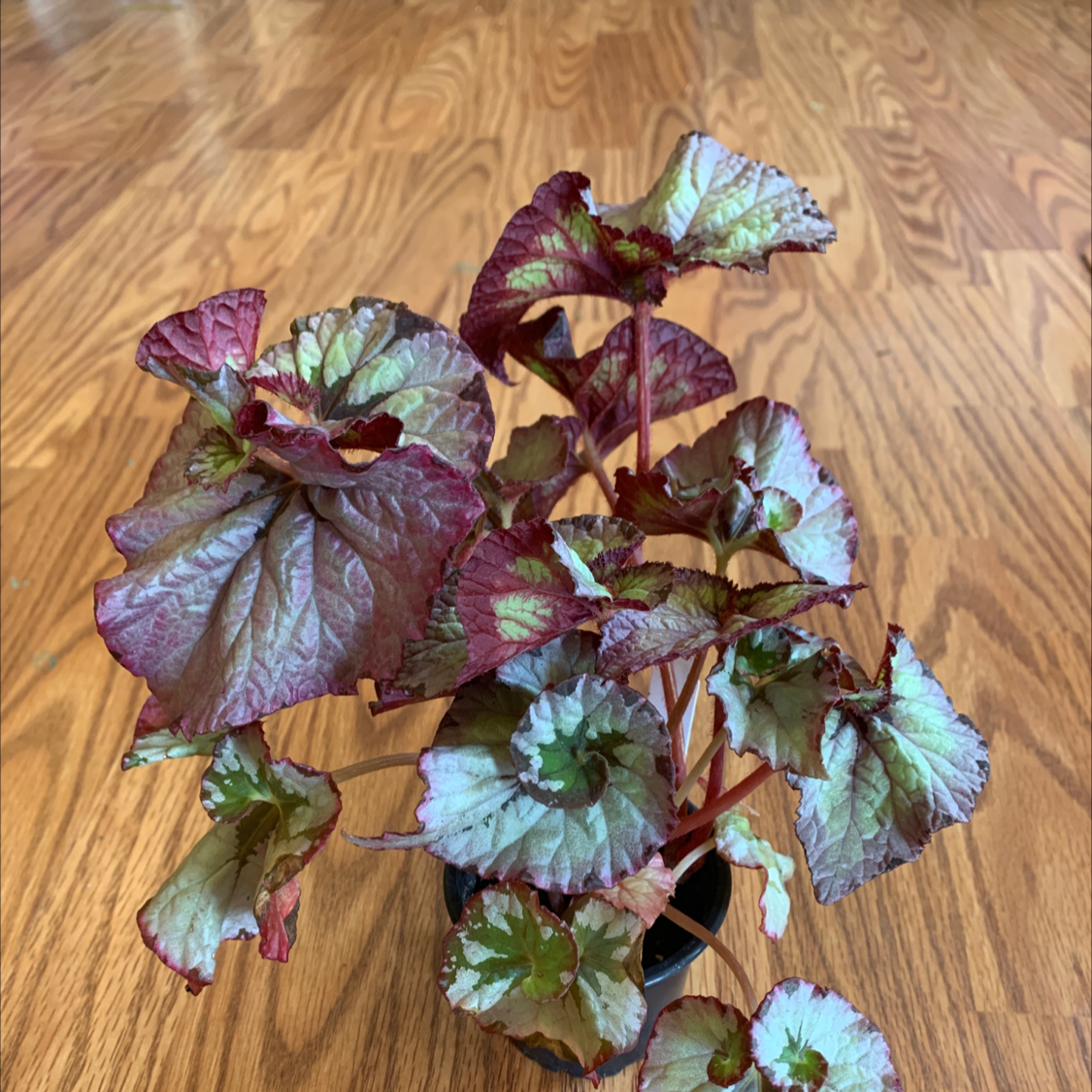 Plant care for Cuban Holly on Greg, the plant care app