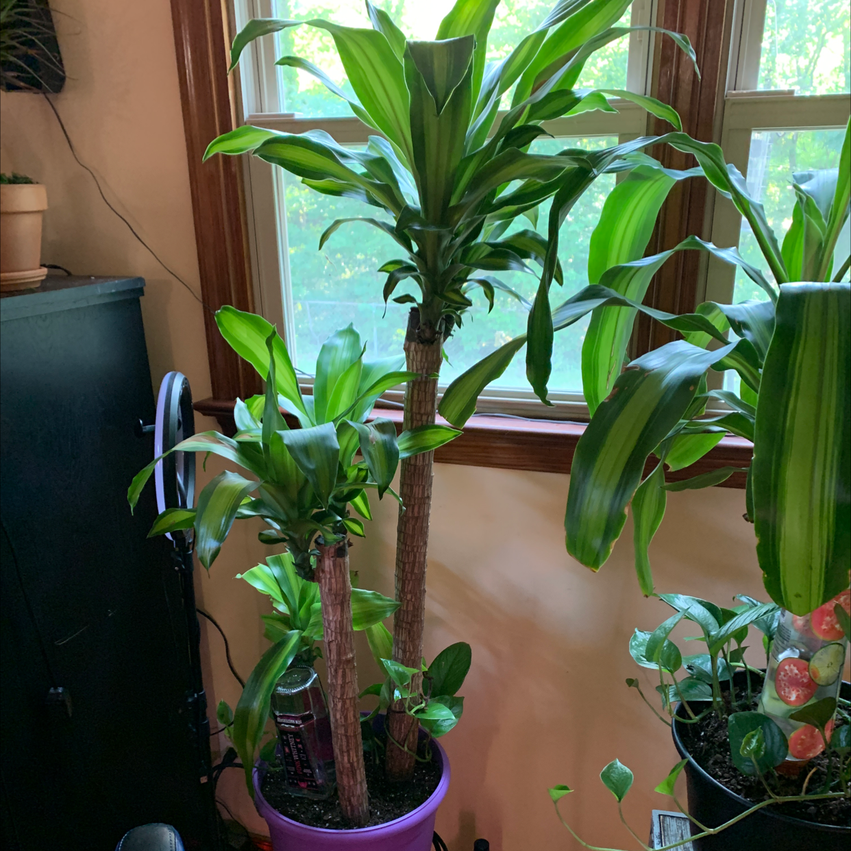 Cornstalk Dracaena plant photo by @Coko4lyfe named 3s Company￼ on Greg, the plant care app.