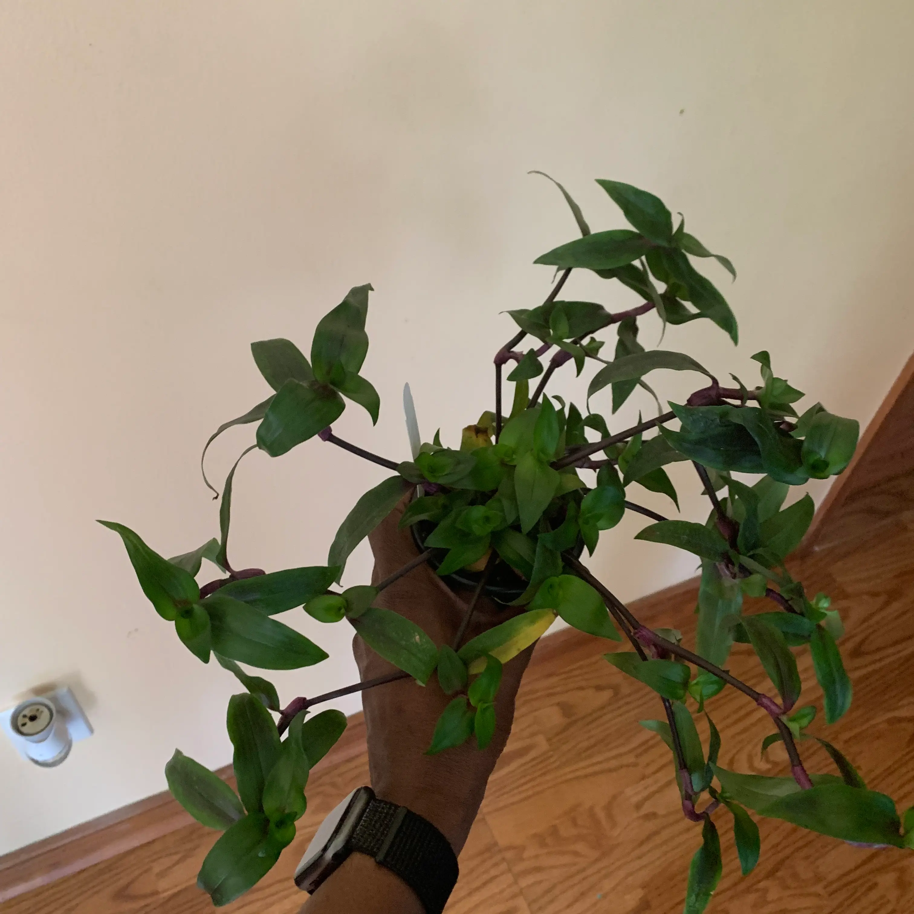 Photo of the plant species Callisia serrulata by @Coko4lyfe named Purple vine 💜 on Greg, the plant care app