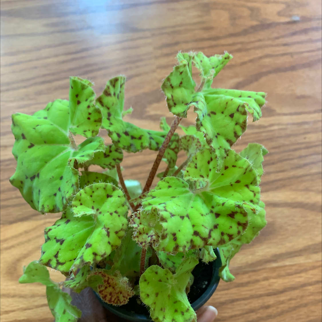 Photo of the plant species Begonia Ray Glo by @Coko4lyfe named Begonia Ray Glo’ on Greg, the plant care app