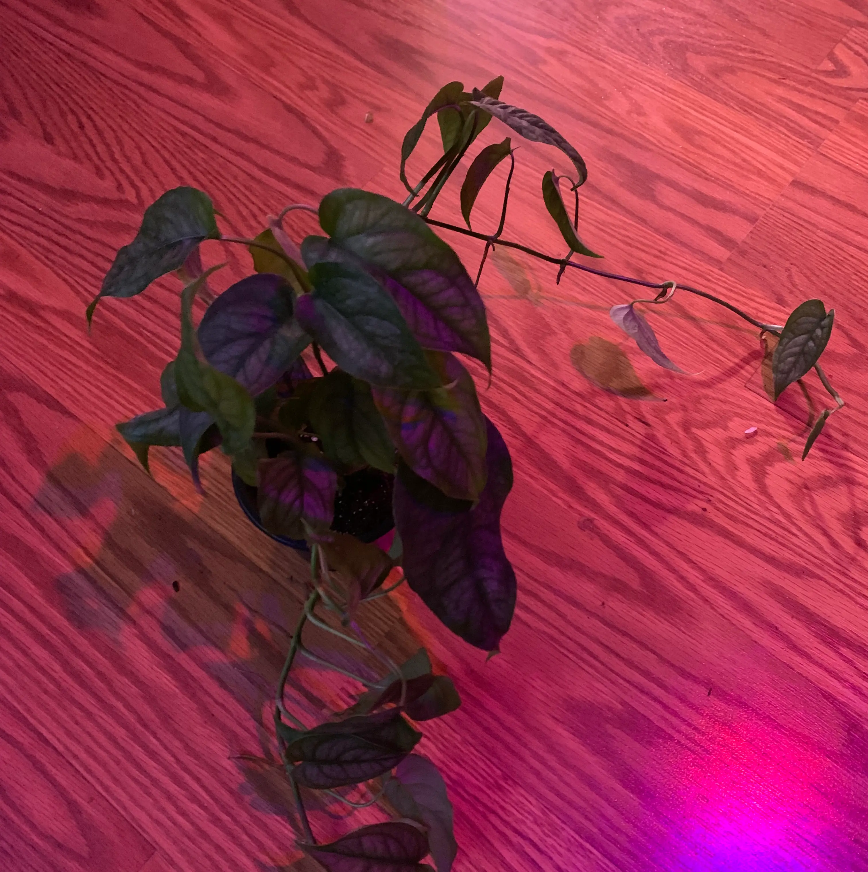 Monstera siltepecanna plant with healthy green leaves on a wooden floor.