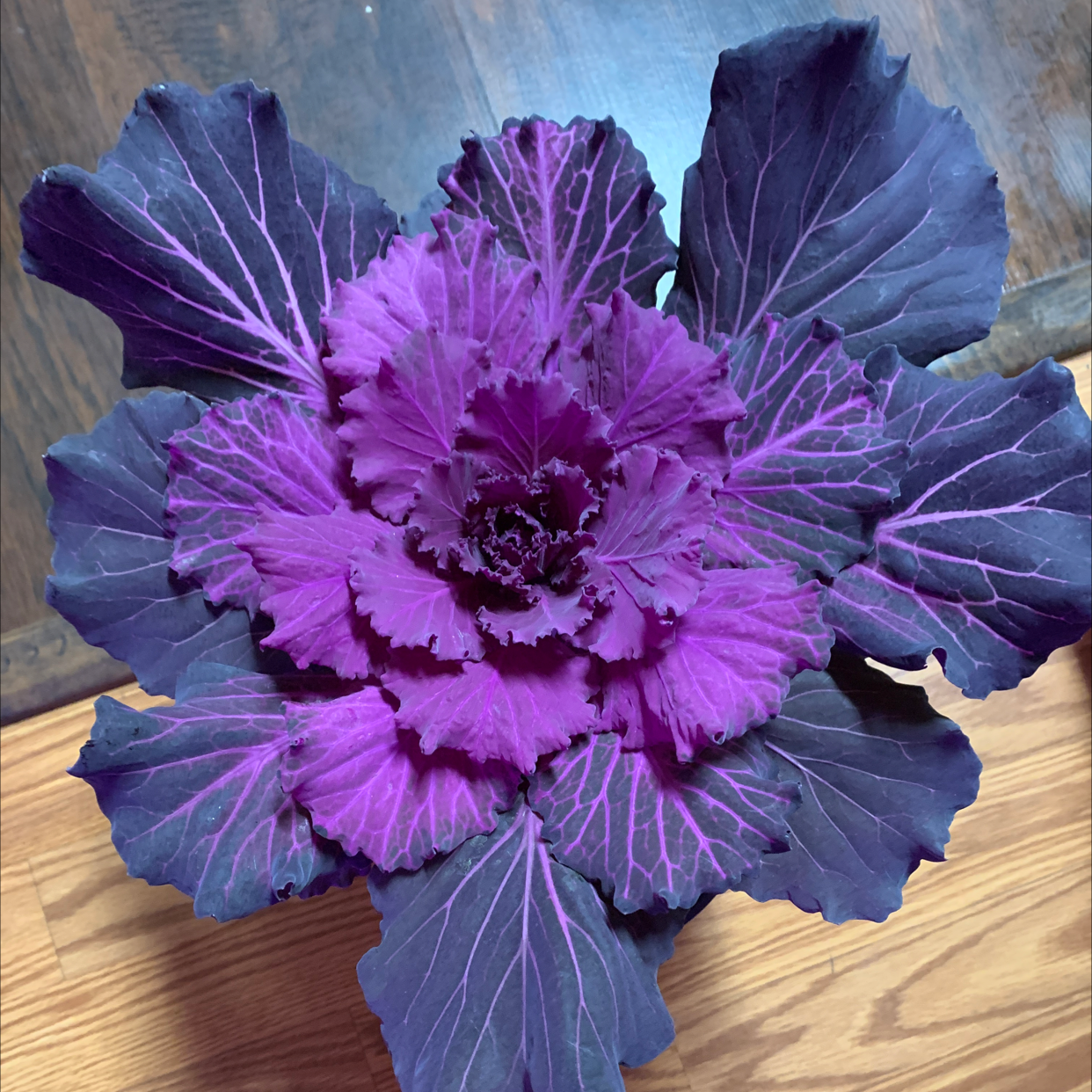 Photo of the plant species Wild Cabbage by @Coko4lyfe named Purple patch on Greg, the plant care app