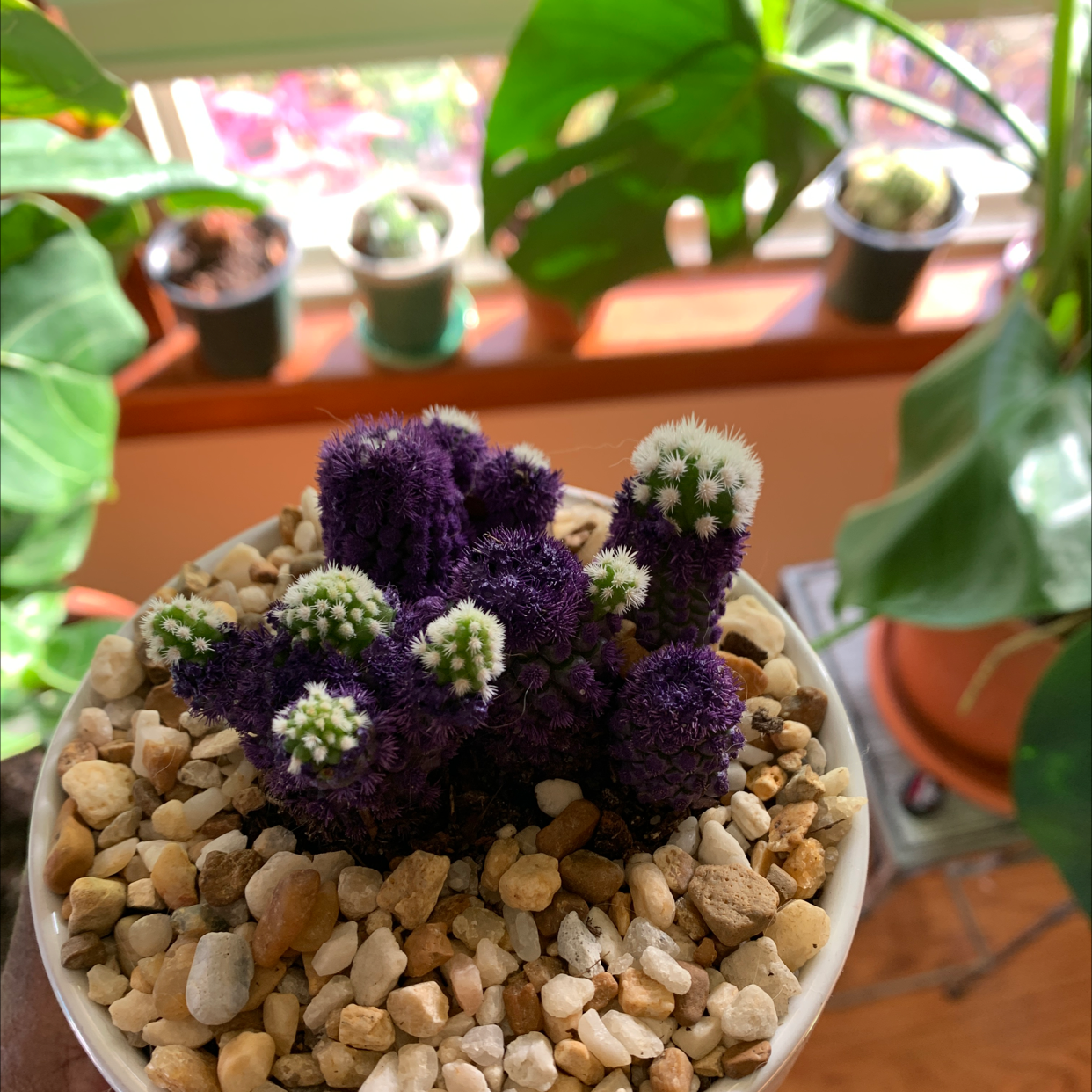 Photo of the plant species Desert Christmas Tree by @Coko4lyfe named Purple Kylie on Greg, the plant care app