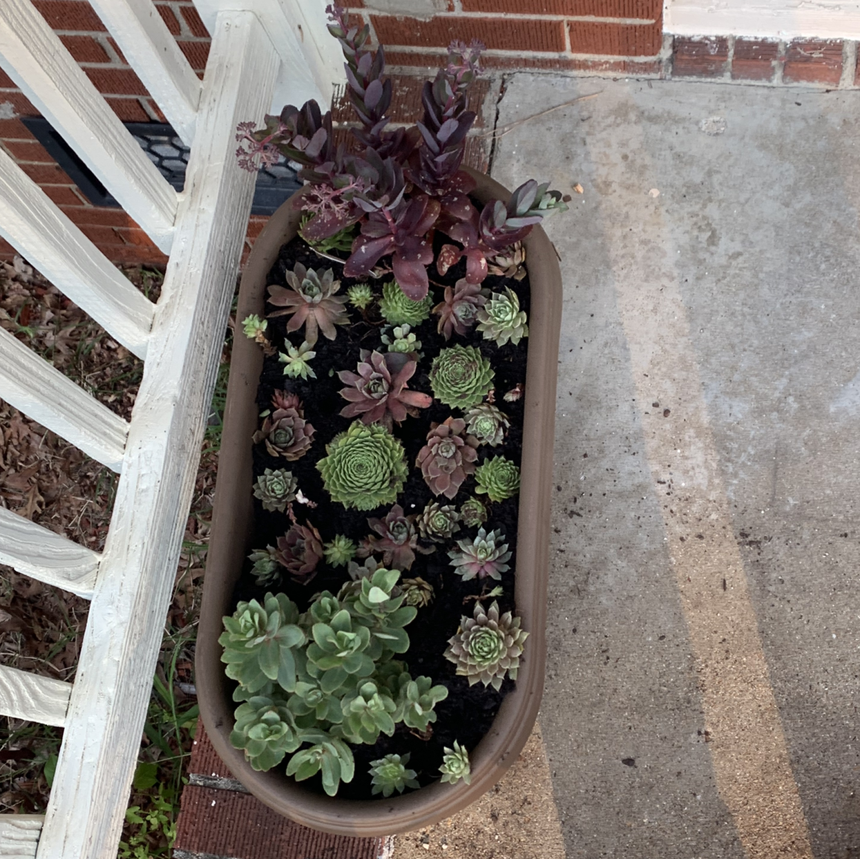 Photo of the plant species Firecracker Stonecrop by @Coko4lyfe named Hot CoCo on Greg, the plant care app
