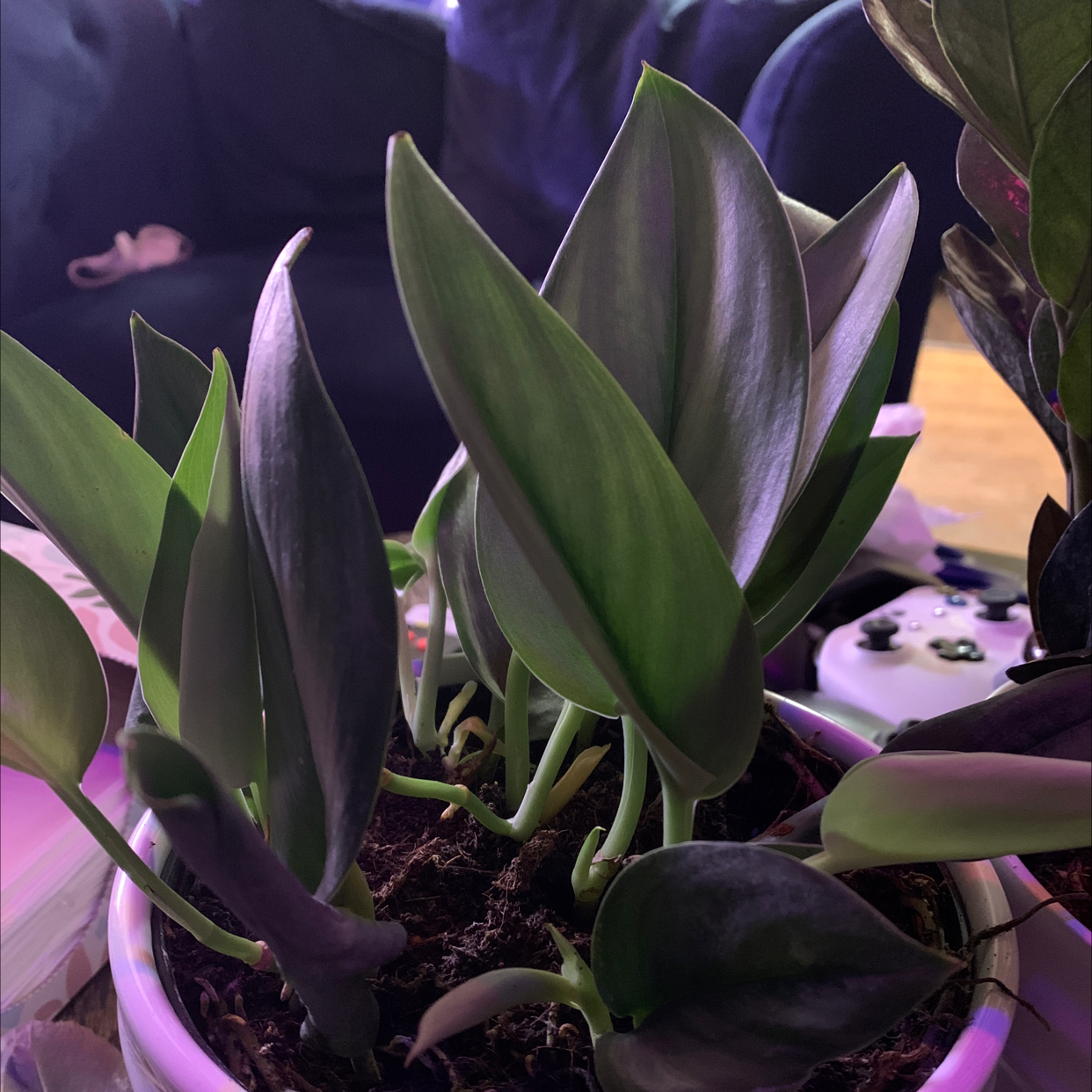 Photo of the plant species Scindapsus treubii 'Moonlight' by @Coko4lyfe named Tonya on Greg, the plant care app