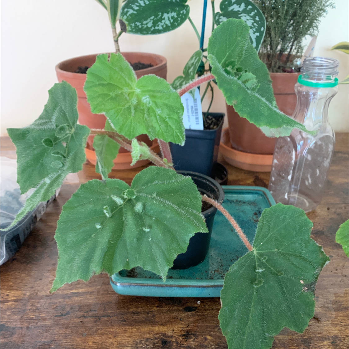 Photo of the plant species Piggyback Begonia by @Coko4lyfe named MsPiggyBack on Greg, the plant care app