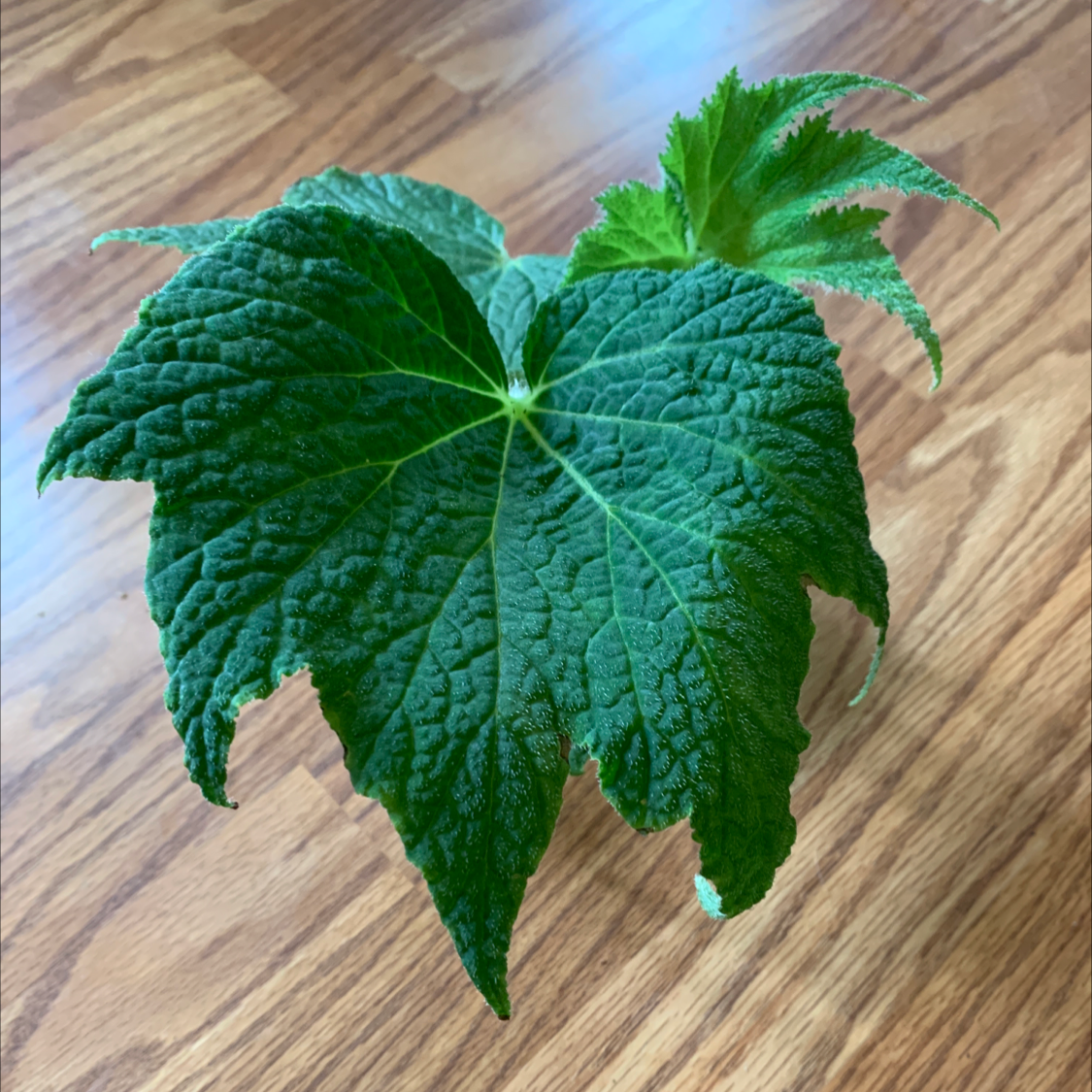 Photo of the plant species Begonia Challenger by @Coko4lyfe named Challenger on Greg, the plant care app
