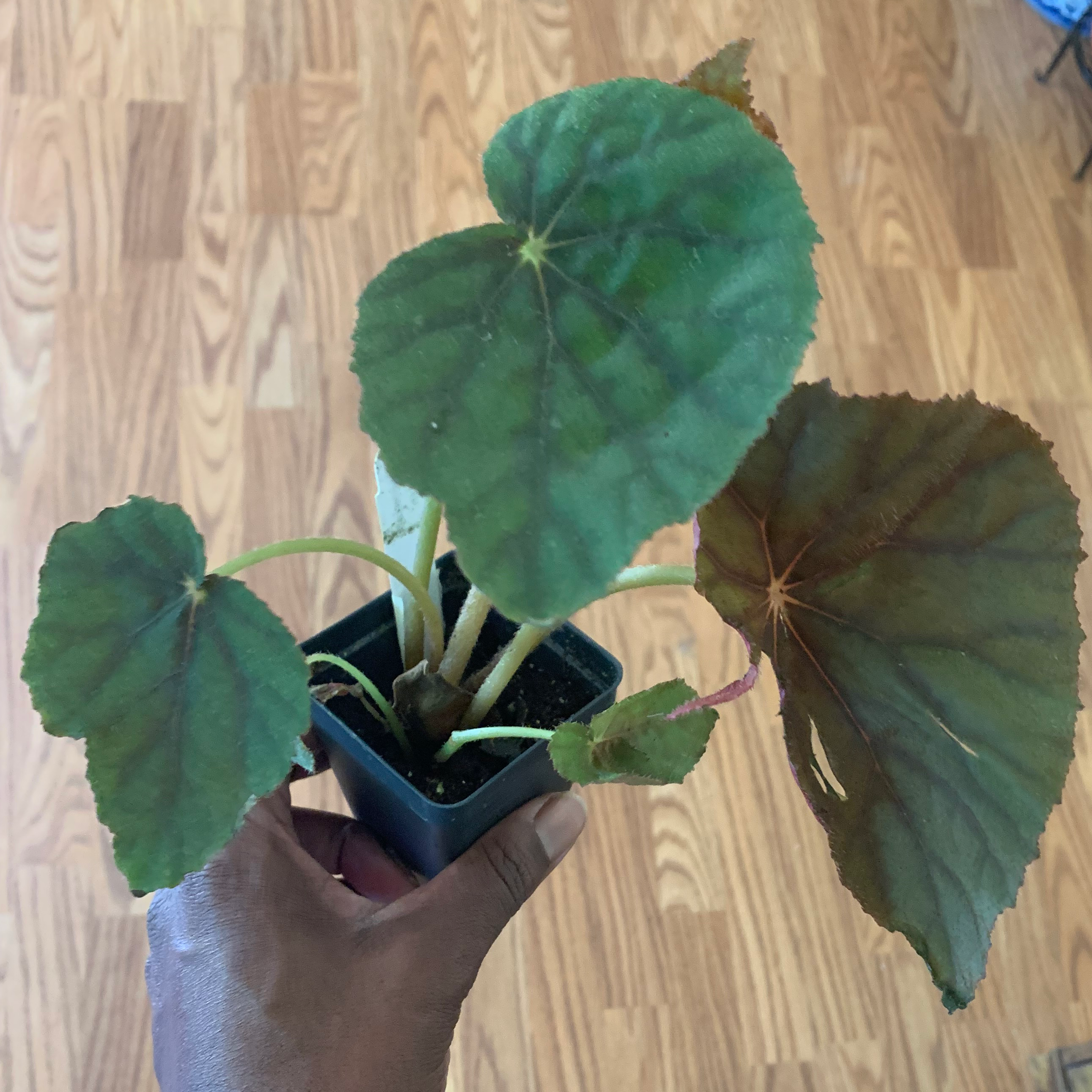 Photo of the plant species Begonia Jovian by @Coko4lyfe named Jovian on Greg, the plant care app