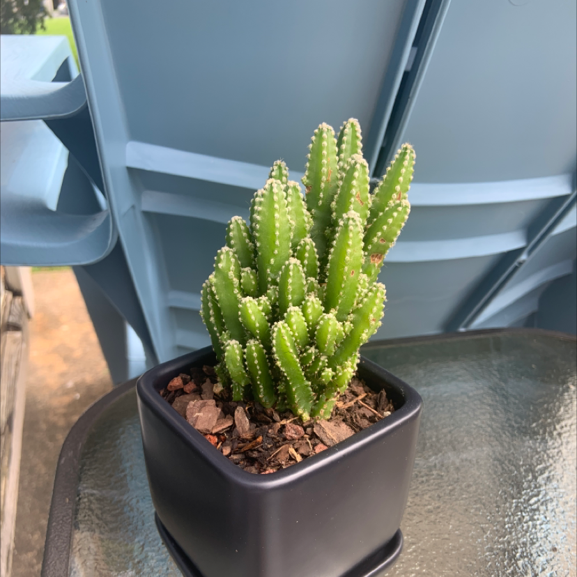 Night-Blooming Cereus plant in a black pot on a glass table.