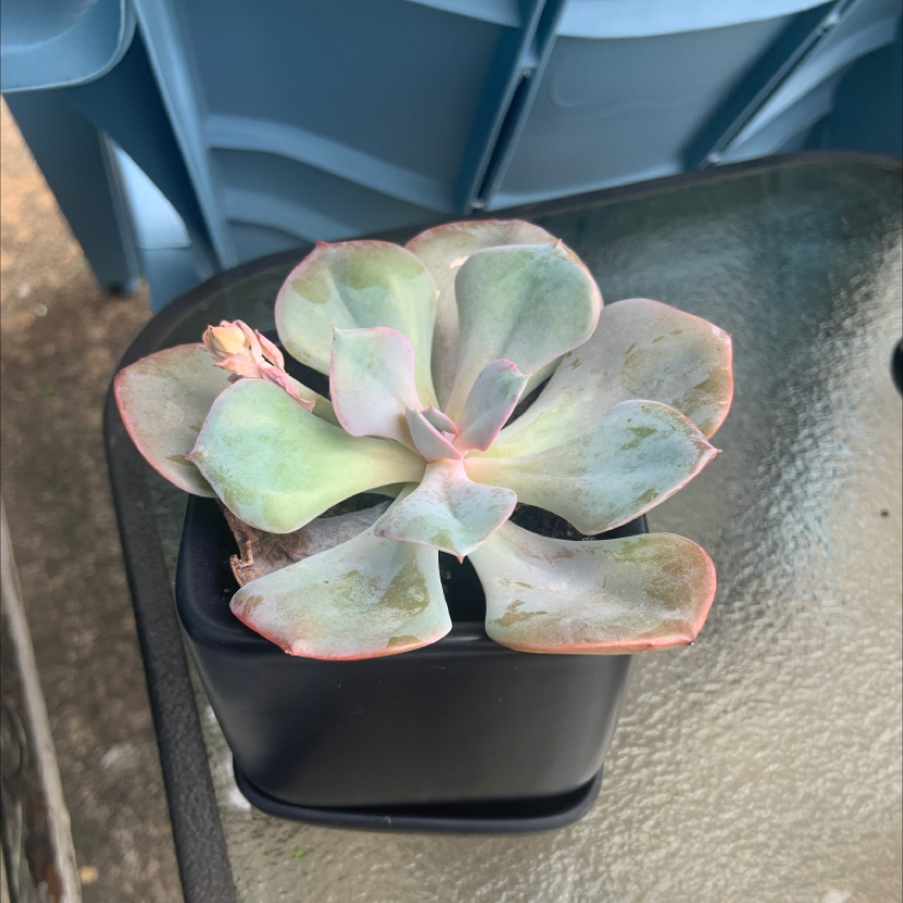 Photo of the plant species Echeveria Gibbiflora by Alyssa named Dolores on Greg, the plant care app