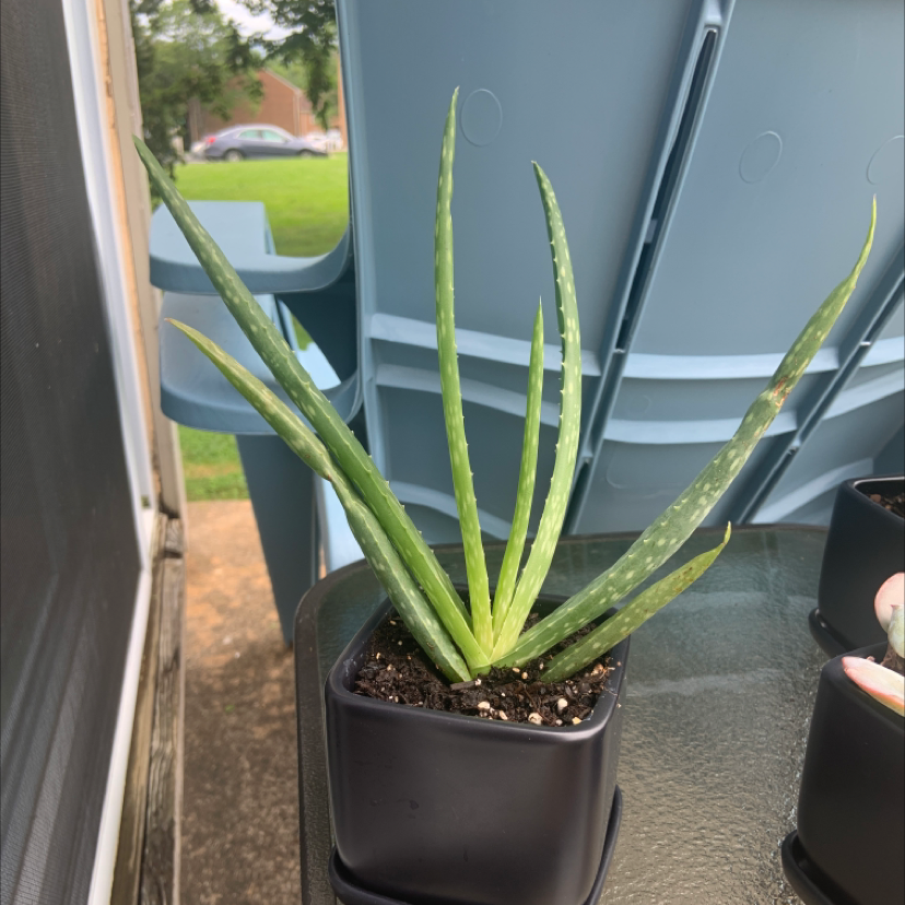 Aloe vera plant photo by Alyssa named Vera Bradley on Greg, the plant care app.