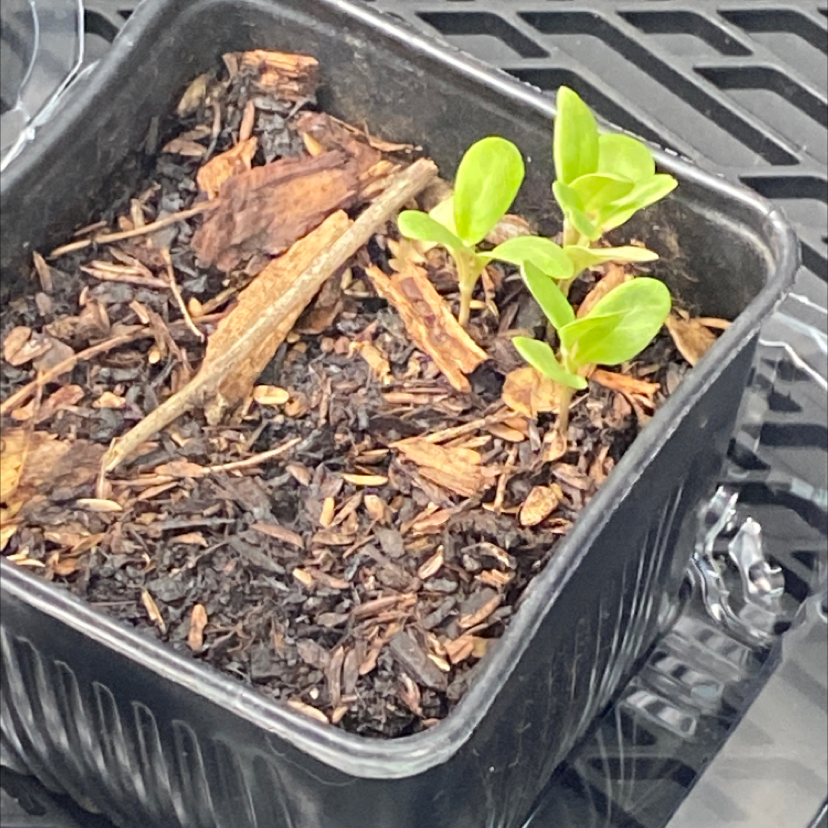 Healthy Crown of Thorns plant in clear plastic container filled with wood mulch, showing dense green foliage and new growth.