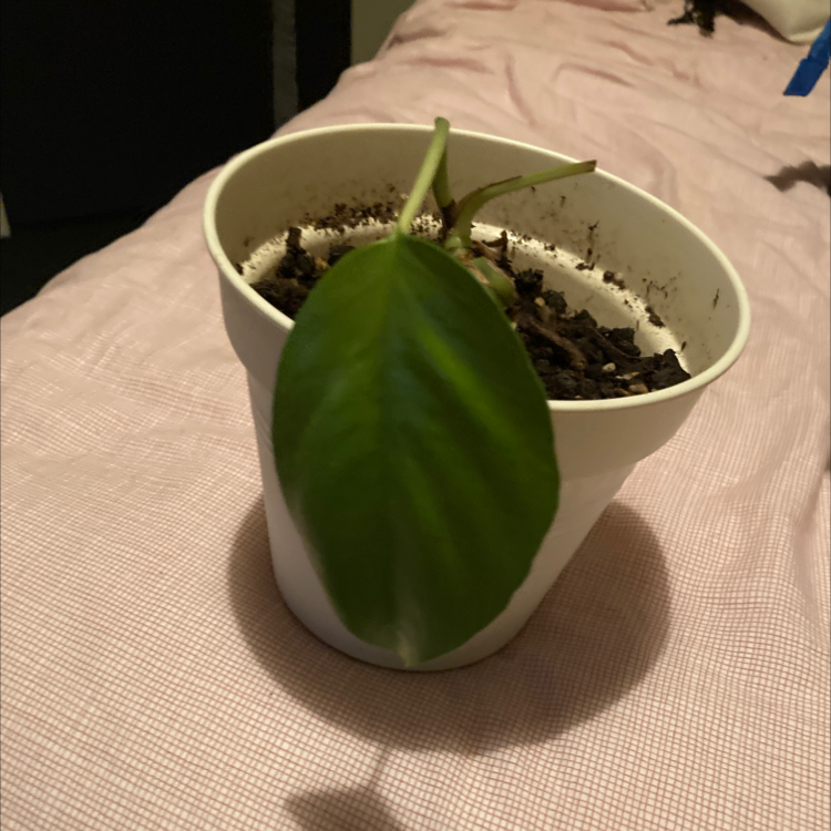 Mini Monstera plant photo by @Proudplantparent named Darwin on Greg, the plant care app.