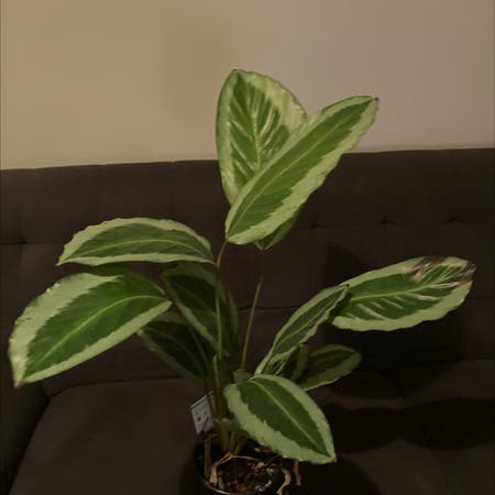 Photo of the plant species Calathea bicajoux by Proudplantparent named Recco on Greg, the plant care app