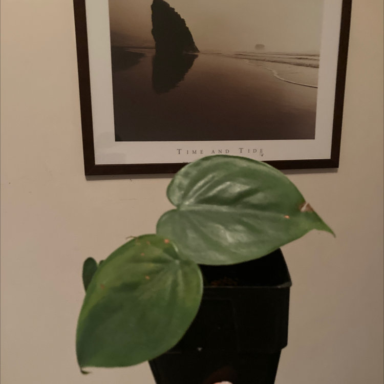 Philodendron Scandens plant photo by @Proudplantparent named Harper on Greg, the plant care app.