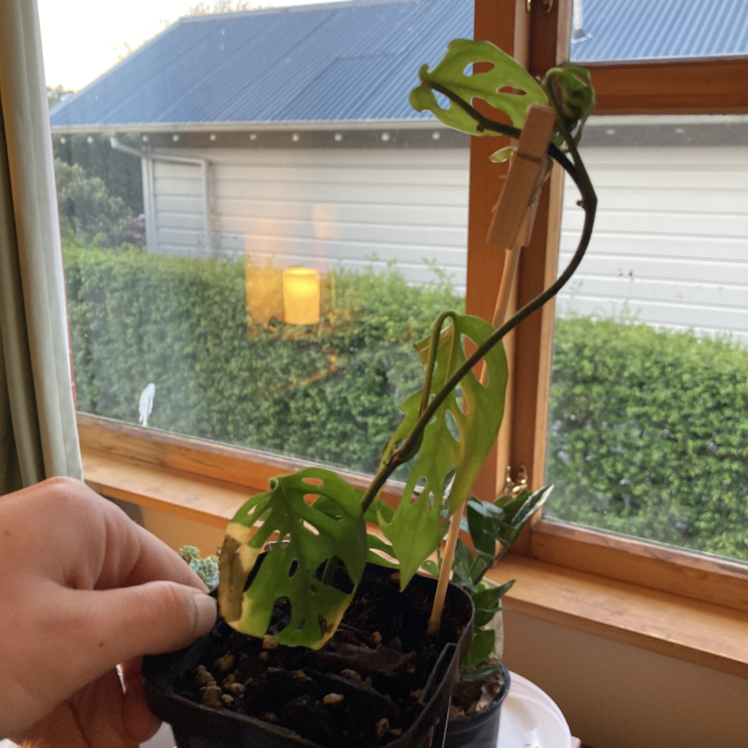 Monstera plant photo by @Proudplantparent named Susie on Greg, the plant care app.