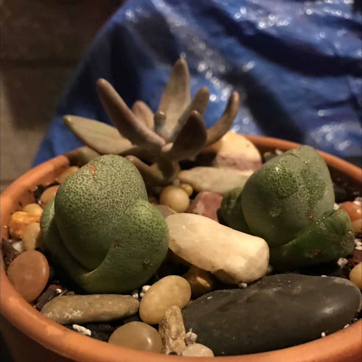 Potted Split Rock plant (Pleiospilos nelii) with a succulent in the background, covered with decorative stones.