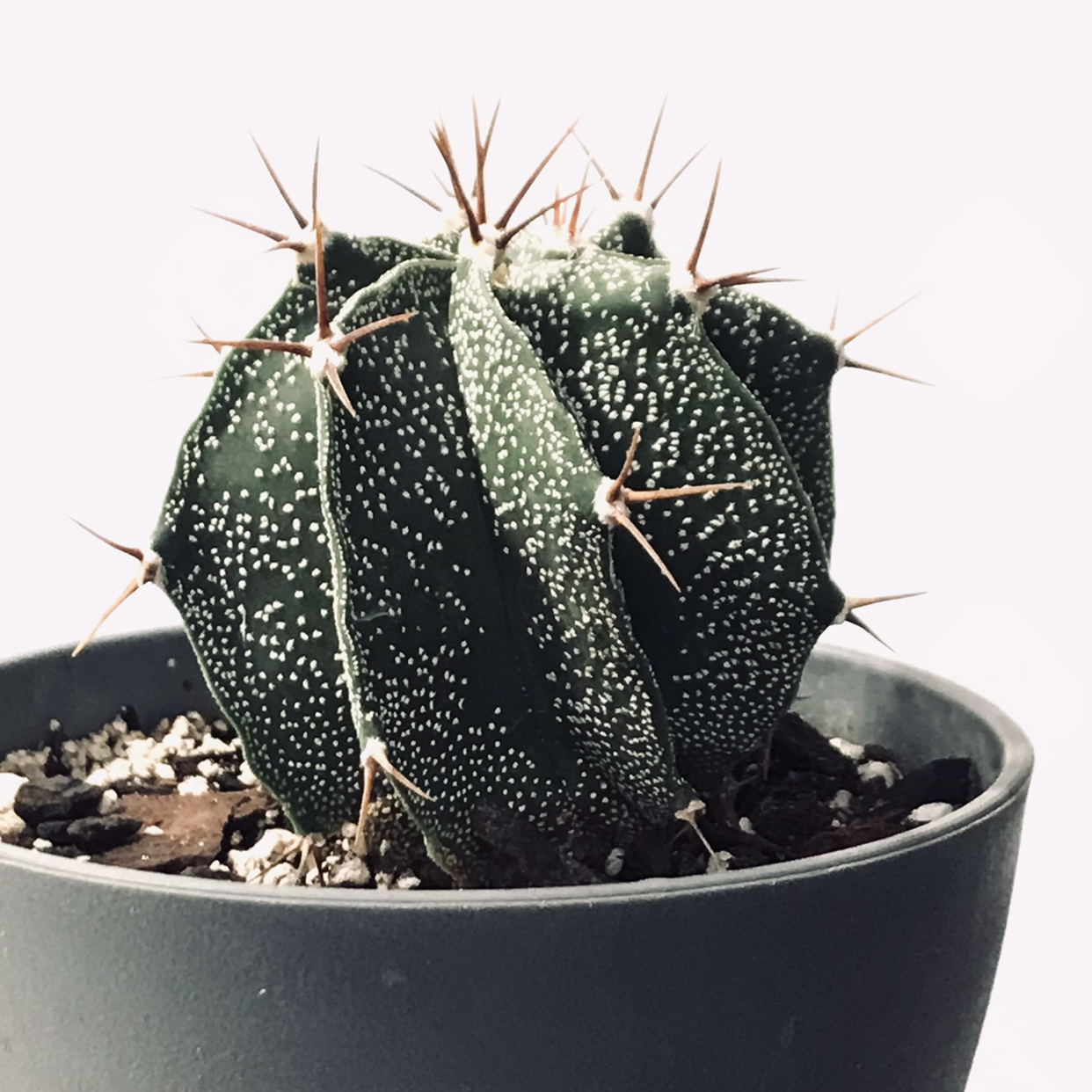 Photo of the plant species Star Plant by @Mhtopguy named Sir Plancelot on Greg, the plant care app