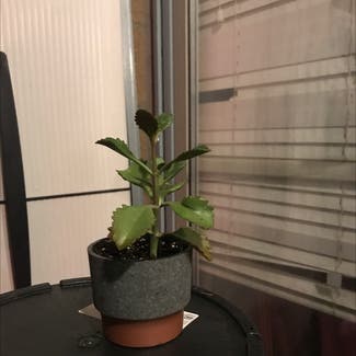 Mother of Thousands plant in New York, New York