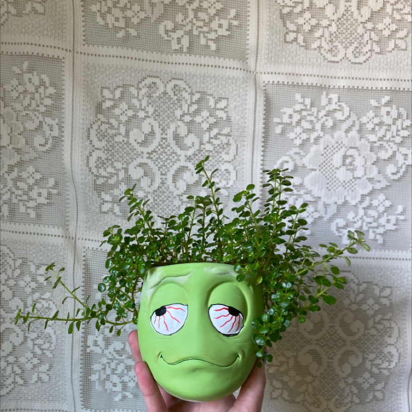 Baby's Tears plant photo by @ilikeplants named buds on Greg, the plant care app.