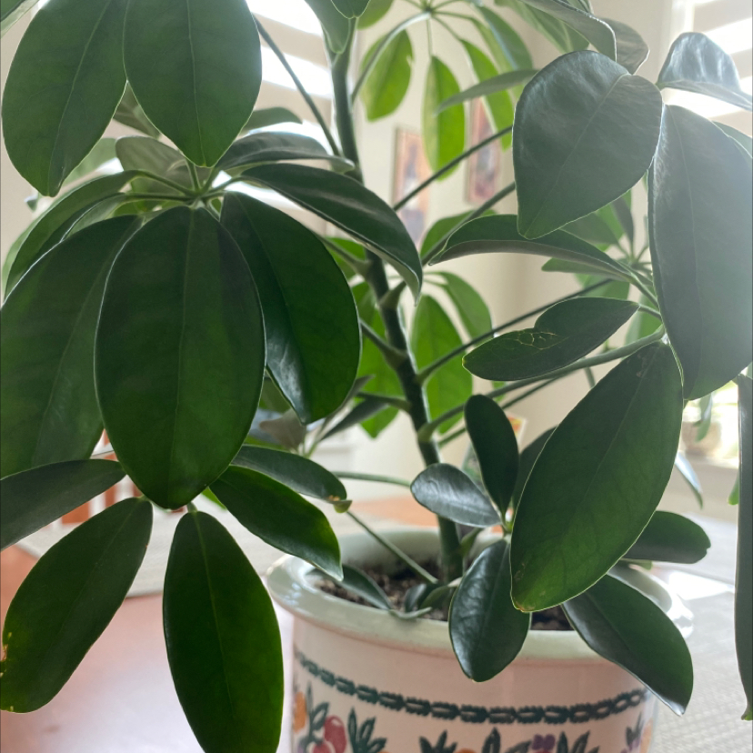 Umbrella Tree plant photo by @ilikeplants named apollo on Greg, the plant care app.