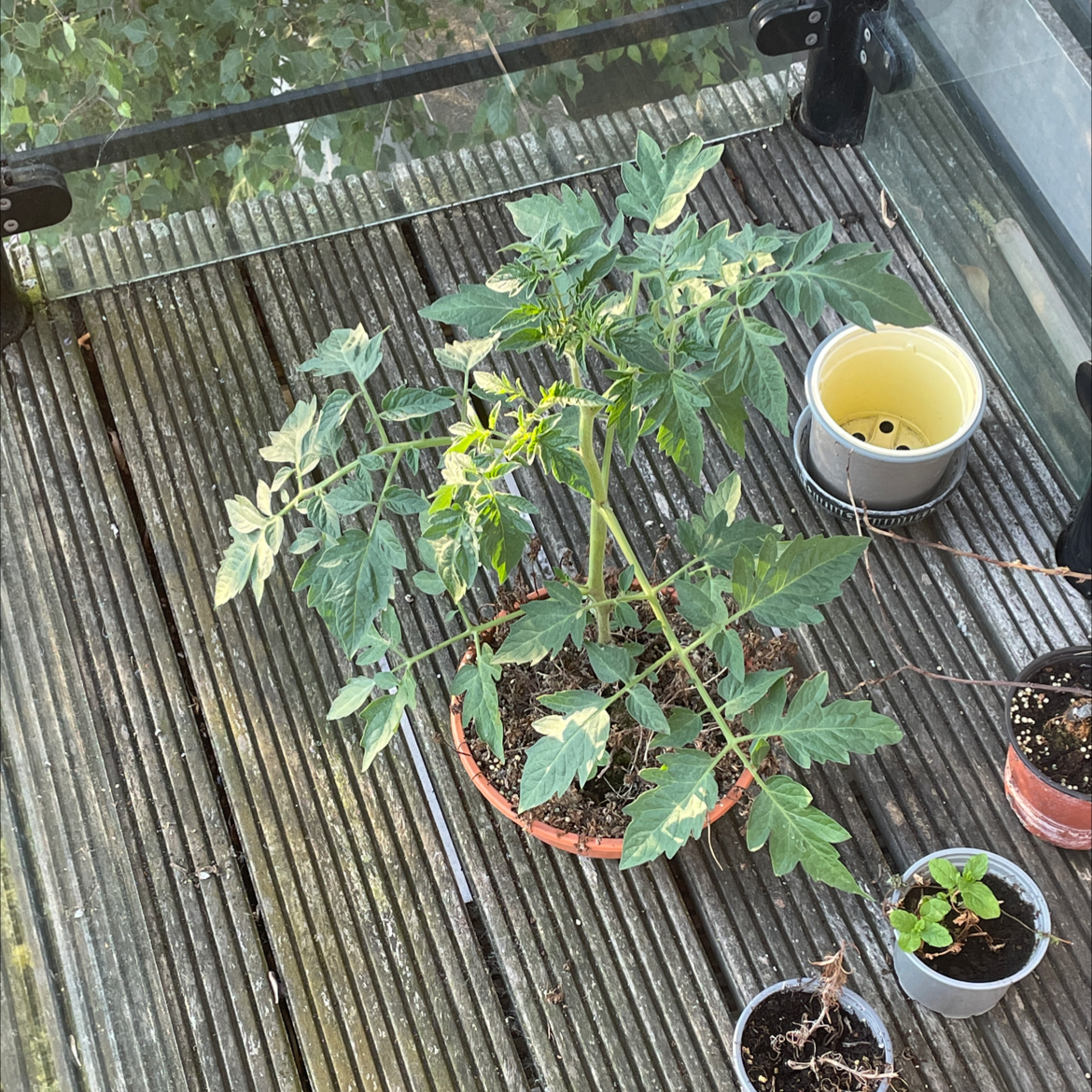 Tomato Plant plant photo by Steven named Mr plant on Greg, the plant care app.