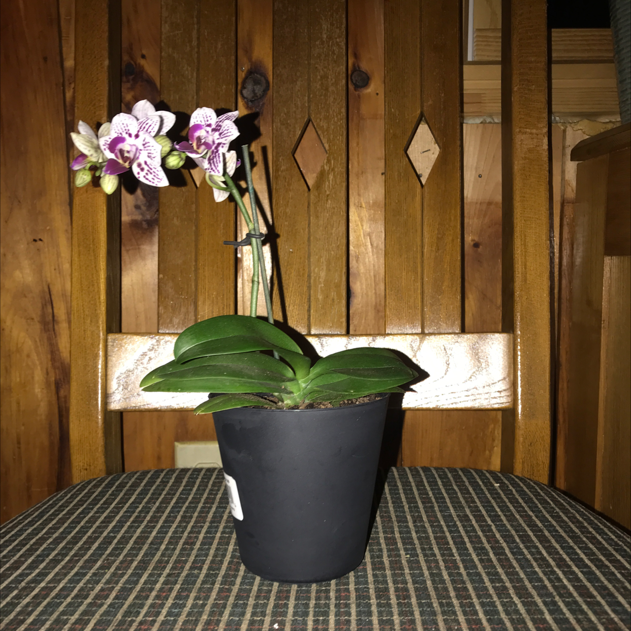 Potted Phalaenopsis Orchid with purple and white flowers on a wooden chair.