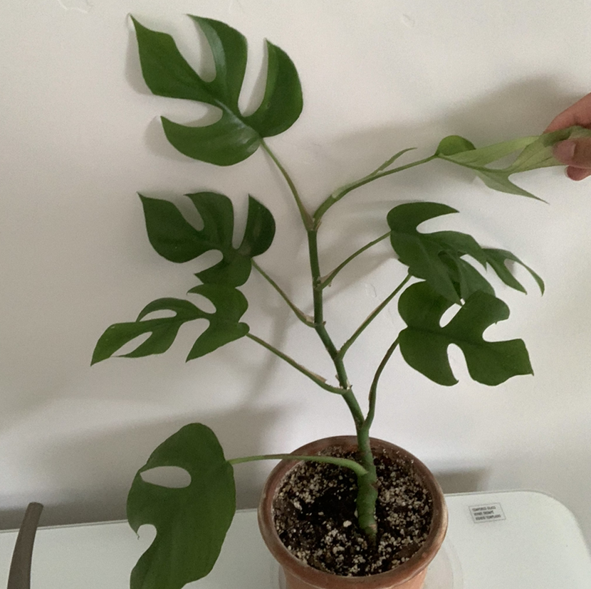 Mini Monstera plant photo by @idontlikeplants named ford fusion on Greg, the plant care app.