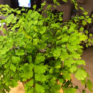 Delta Maidenhair Fern plant photo by @Happyplantlife named Dainty on Greg, the plant care app.