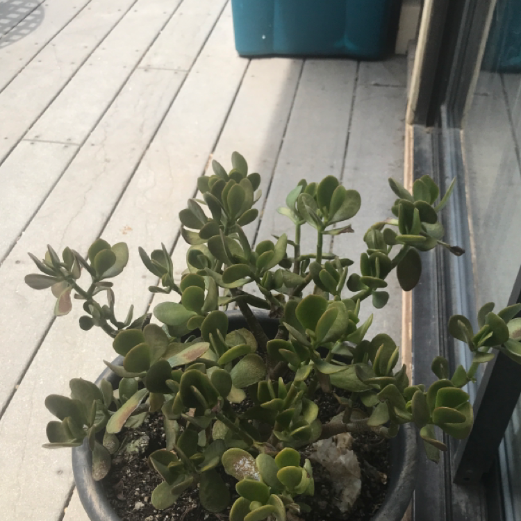 Lucky Plant plant photo by @alexandria.lw named Jade on Greg, the plant care app.