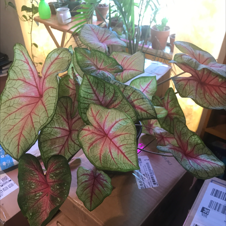 Heart of Jesus plant photo by @alexandria.lw named Peet on Greg, the plant care app.