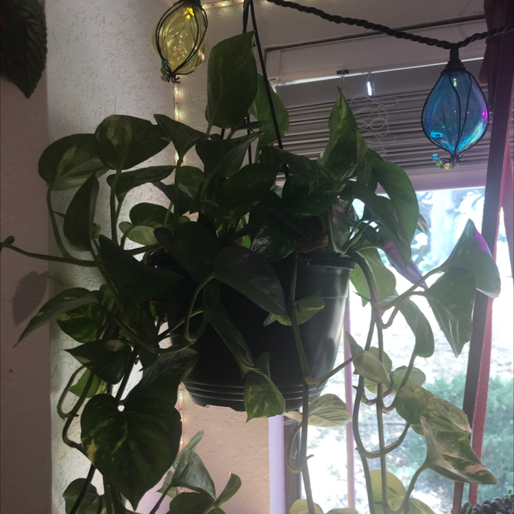 Taro Vine plant photo by @alexandria.lw named Remington on Greg, the plant care app.